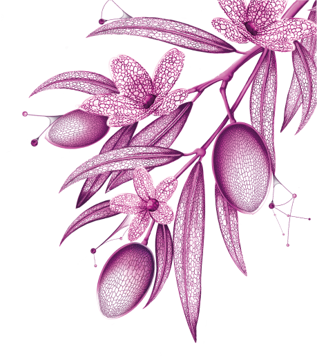 immagine decorativa